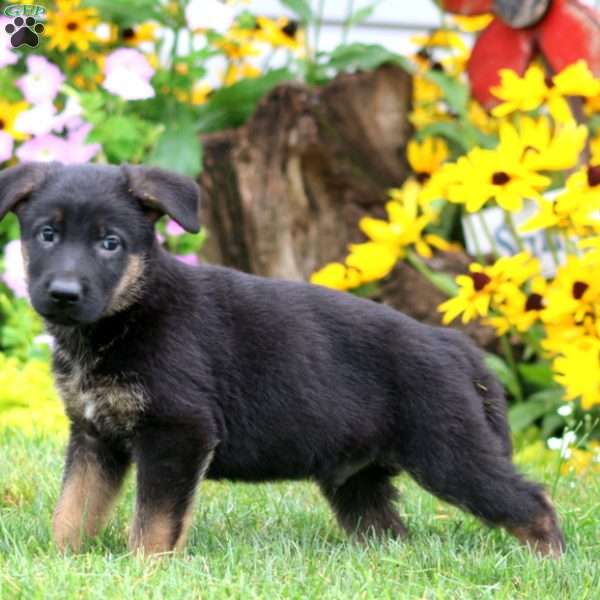 Sarge, German Shepherd Puppy