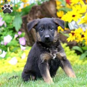 Sarge, German Shepherd Puppy