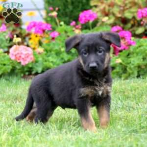Sarge, German Shepherd Puppy