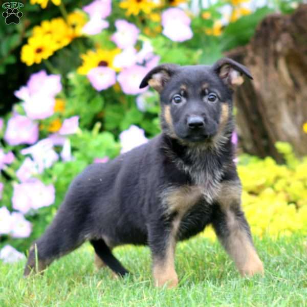Sasha, German Shepherd Puppy