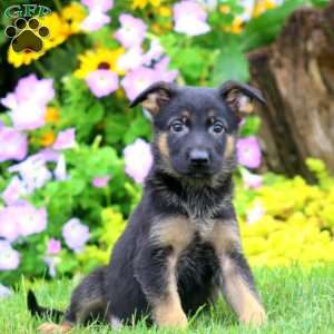 Sasha, German Shepherd Puppy