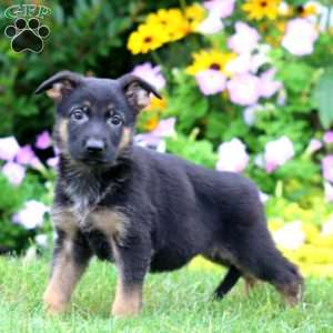 Sasha, German Shepherd Puppy