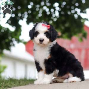 Sassy, Mini Bernedoodle Puppy