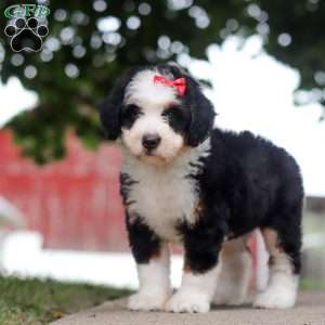 Sassy, Mini Bernedoodle Puppy
