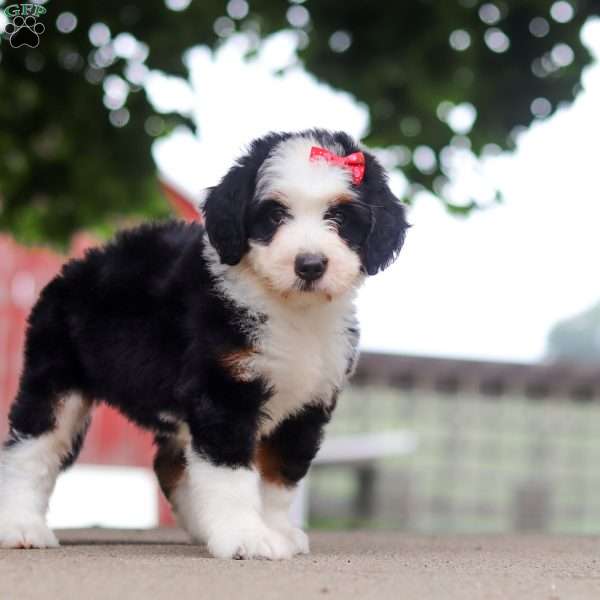 Sassy, Mini Bernedoodle Puppy