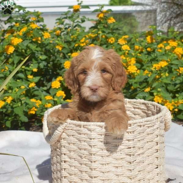 Sassy, Labradoodle Puppy