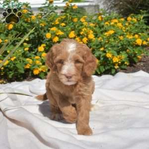 Sassy, Labradoodle Puppy
