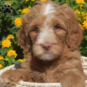 Sassy, Labradoodle Puppy