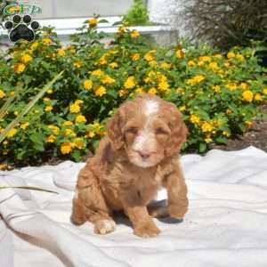 Sassy, Labradoodle Puppy
