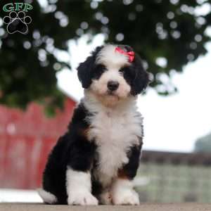 Sassy, Mini Bernedoodle Puppy