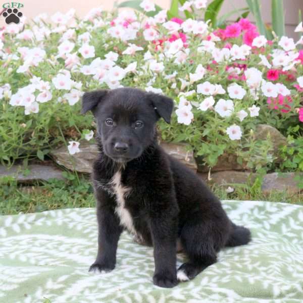 Saturn, Labrador Mix Puppy