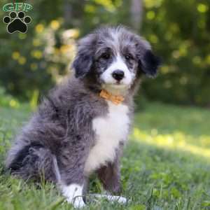 Savannah, Bernedoodle Puppy