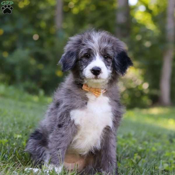 Savannah, Bernedoodle Puppy