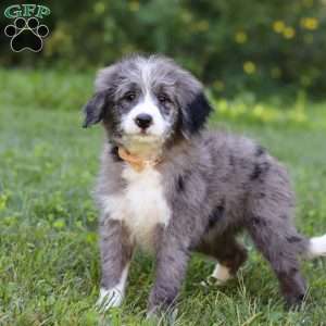 Savannah, Bernedoodle Puppy