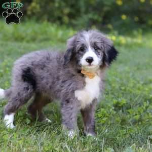 Savannah, Bernedoodle Puppy