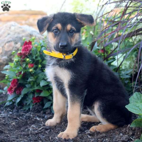 Savannah, German Shepherd Puppy