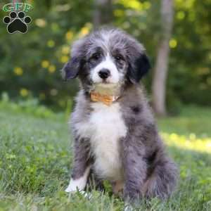 Savannah, Bernedoodle Puppy