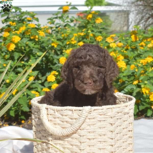 Scamper, Labradoodle Puppy