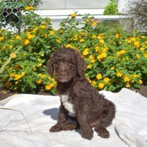Scamper, Labradoodle Puppy