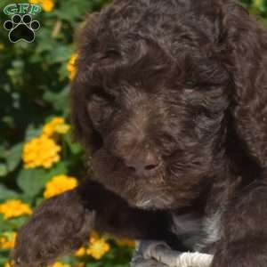 Scamper, Labradoodle Puppy