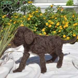 Scamper, Labradoodle Puppy