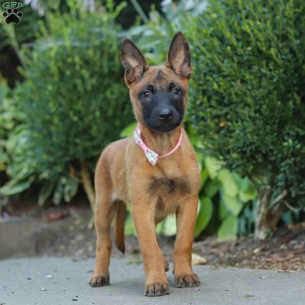 Scarlett, Belgian Malinois Puppy