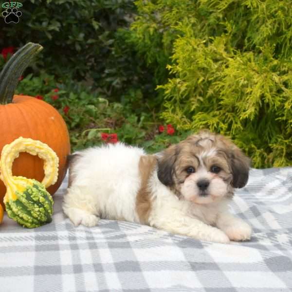 Scarlett, Teddy Bear Puppy
