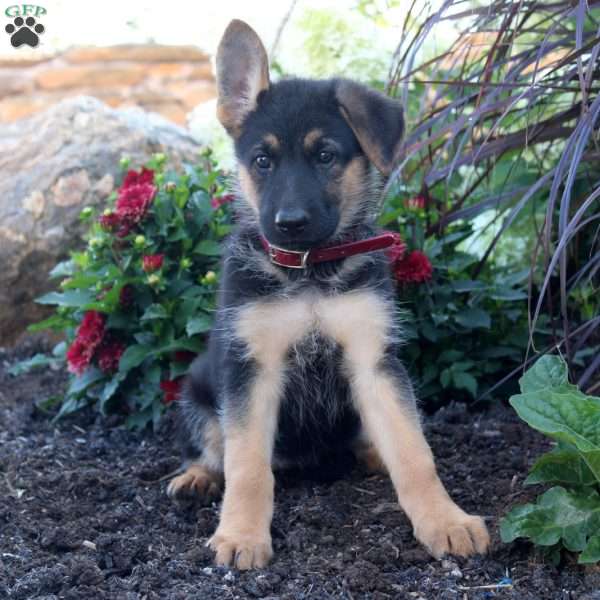 Scarlett, German Shepherd Puppy