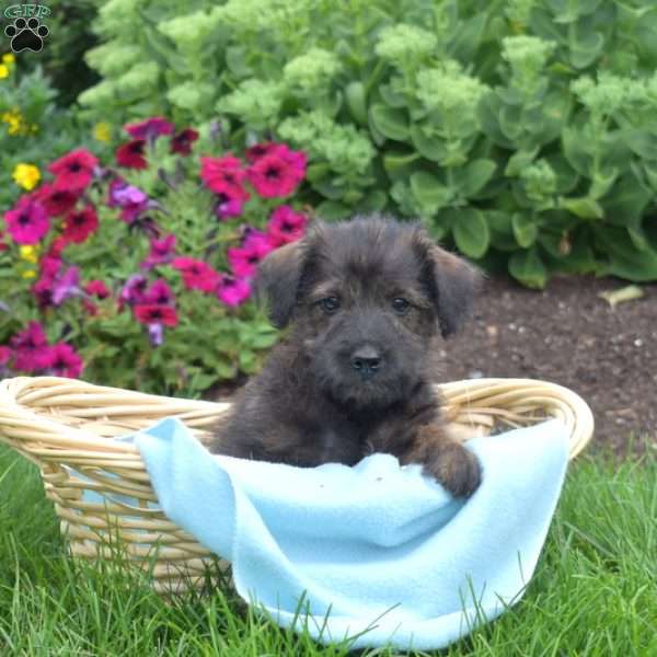 Schnitzel, Miniature Schnauzer Mix Puppy