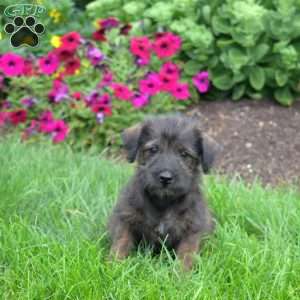 Schnitzel, Miniature Schnauzer Mix Puppy