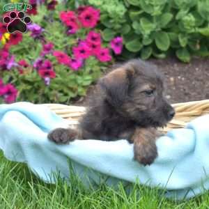 Schnitzel, Miniature Schnauzer Mix Puppy
