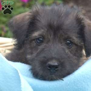Schnitzel, Miniature Schnauzer Mix Puppy