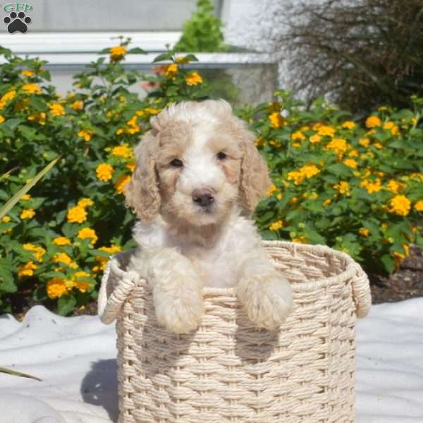 Scoops, Labradoodle Puppy