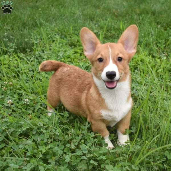 Scoops, Pembroke Welsh Corgi Puppy