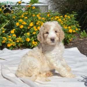Scoops, Labradoodle Puppy