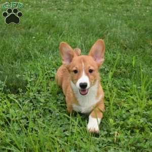 Scoops, Pembroke Welsh Corgi Puppy