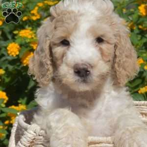 Scoops, Labradoodle Puppy