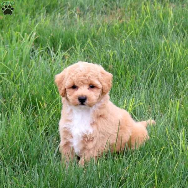 Scooter, Bich-Poo Puppy