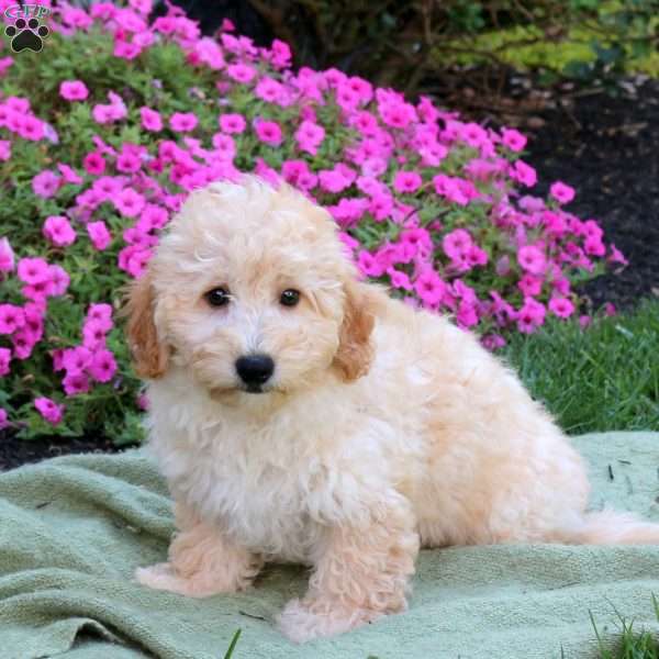 Scooter, Bich-Poo Puppy