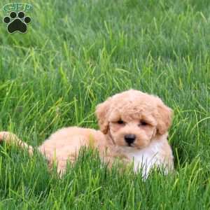 Scooter, Bich-Poo Puppy