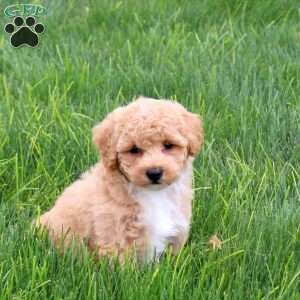 Scooter, Bich-Poo Puppy