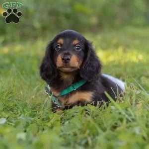 Scott, Dachshund Puppy