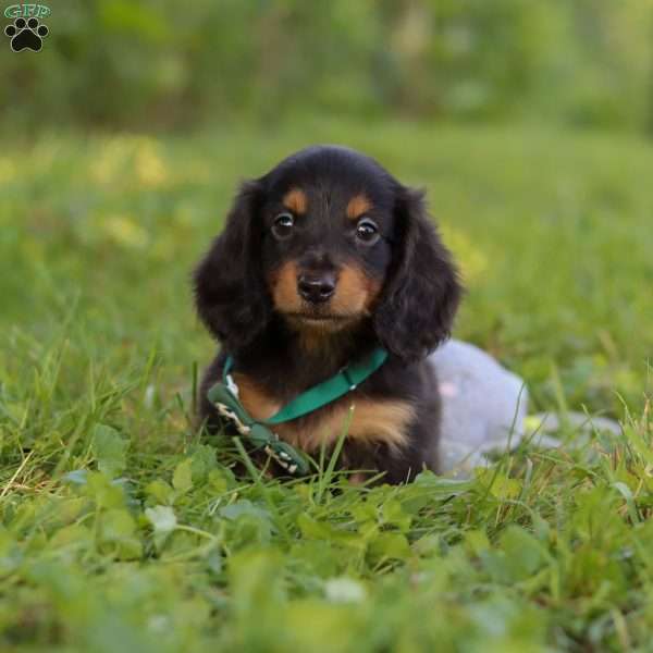 Scott, Dachshund Puppy