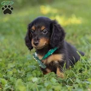 Scott, Dachshund Puppy