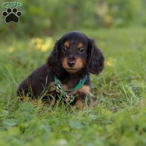 Scott, Dachshund Puppy