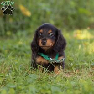 Scott, Dachshund Puppy