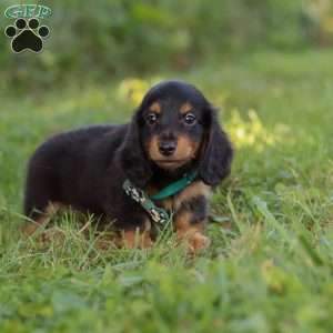 Scott, Dachshund Puppy