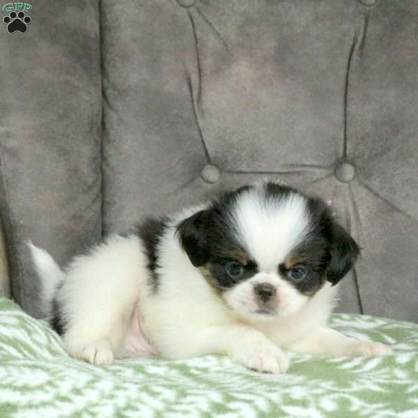 Scott, Japanese Chin Puppy