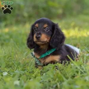 Scott, Dachshund Puppy