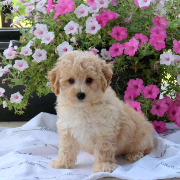 Scout, Bich-Poo Puppy